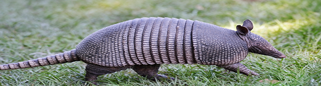 Armadillo