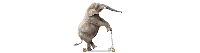 elephant