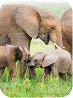 Elephants